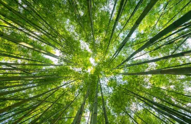 Alberi visti dal basso