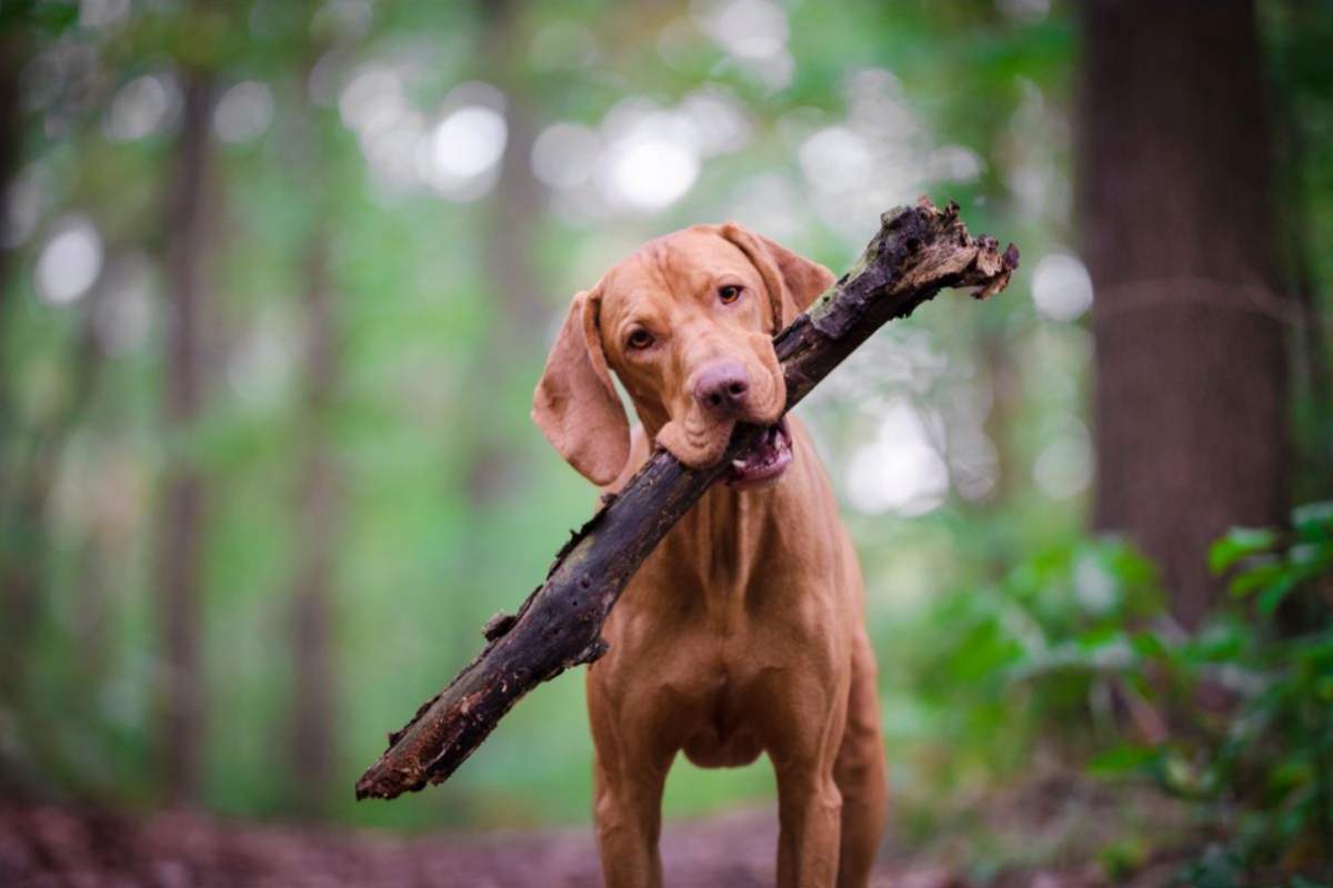 Cane