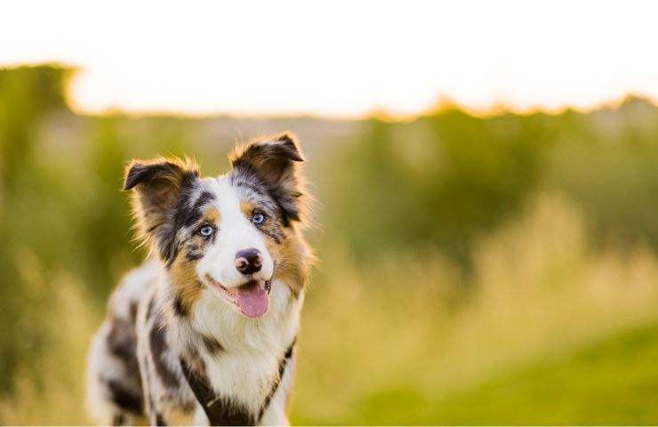 Border collie