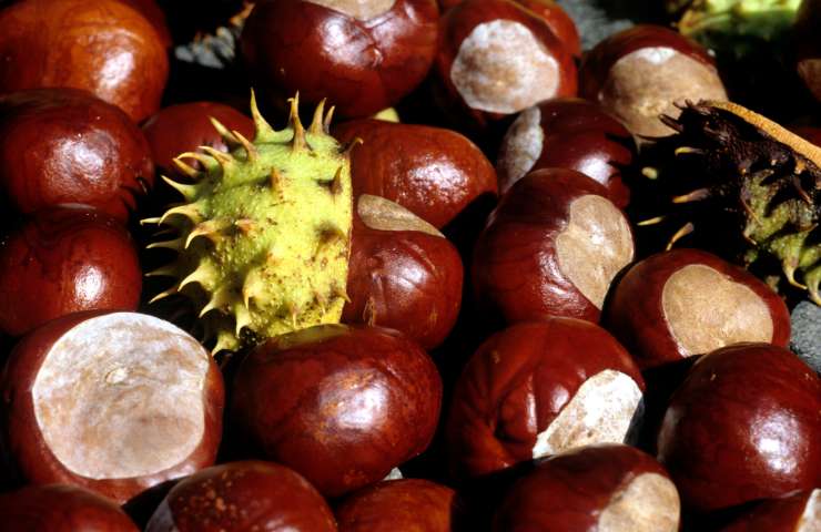 castagna matta