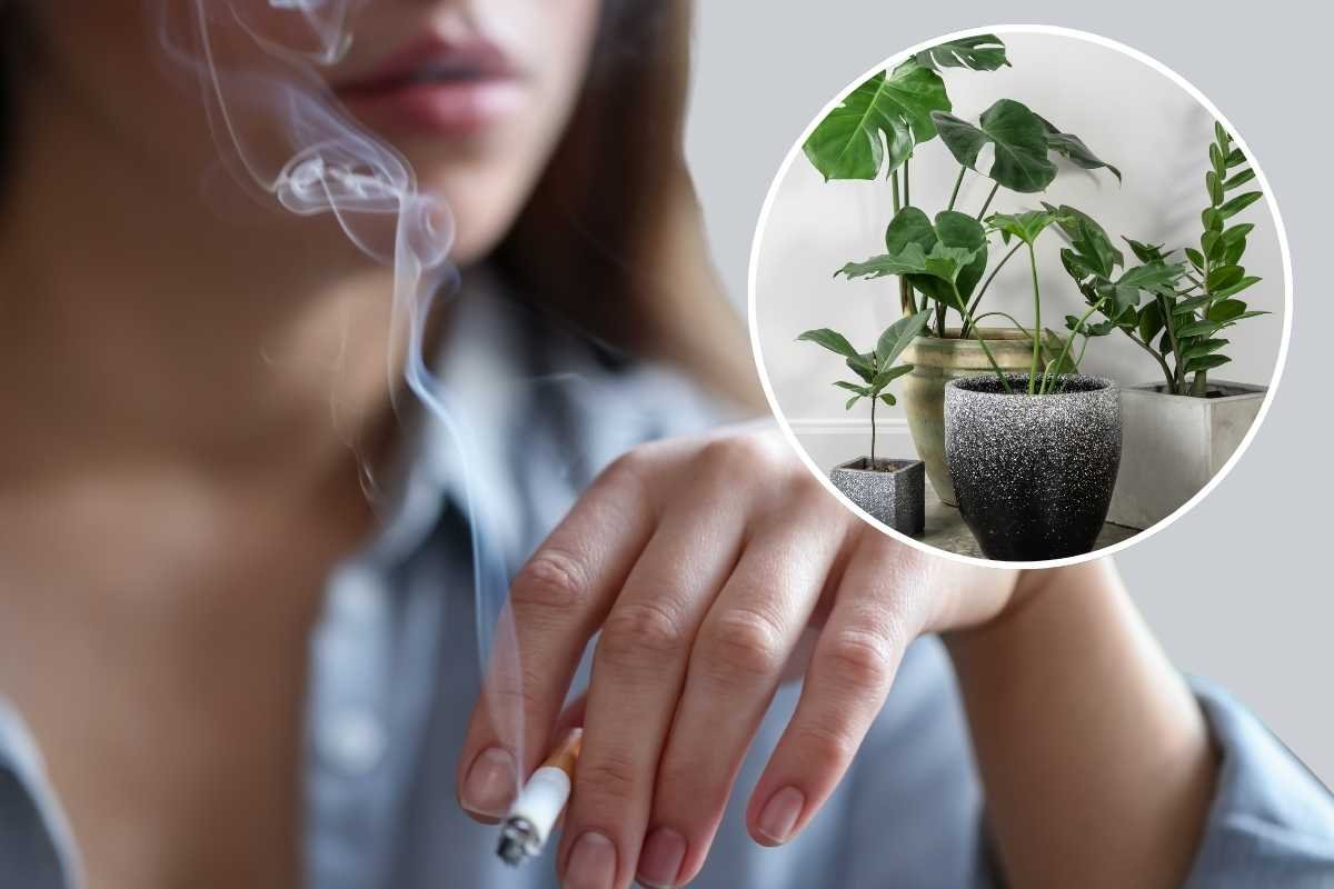 Questa pianta assorbe il fumo delle sigarette: perfetta per ripulire l’ambiente